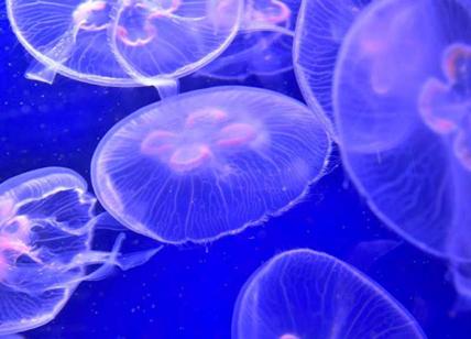Puntura di medusa? Ecco quanto dura e i possibili rimedi