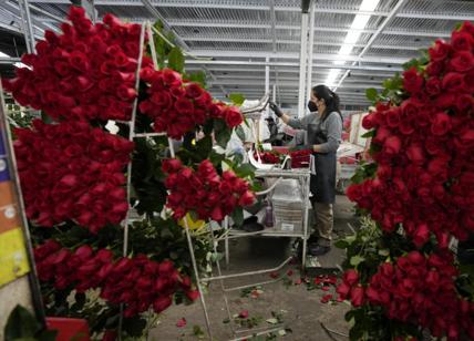 San Valentino, rose e bouquet. Mercato da 80 mln di €, brilla il made in Italy