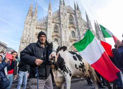Trattori, mucca in Duomo a Milano. Attesa un'altra settimana di proteste