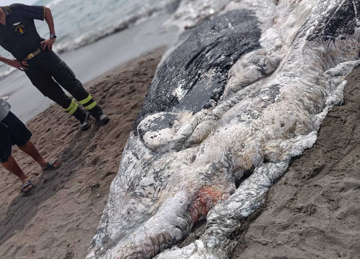 4558609 roma balena da 10 tonnellate morta a ostia recupero reso complesso dal peso dell animale foto 1