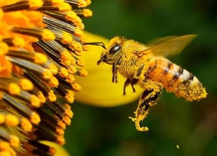 Strage di api, colpa di insetti alieni che minacciano l'apicoltura