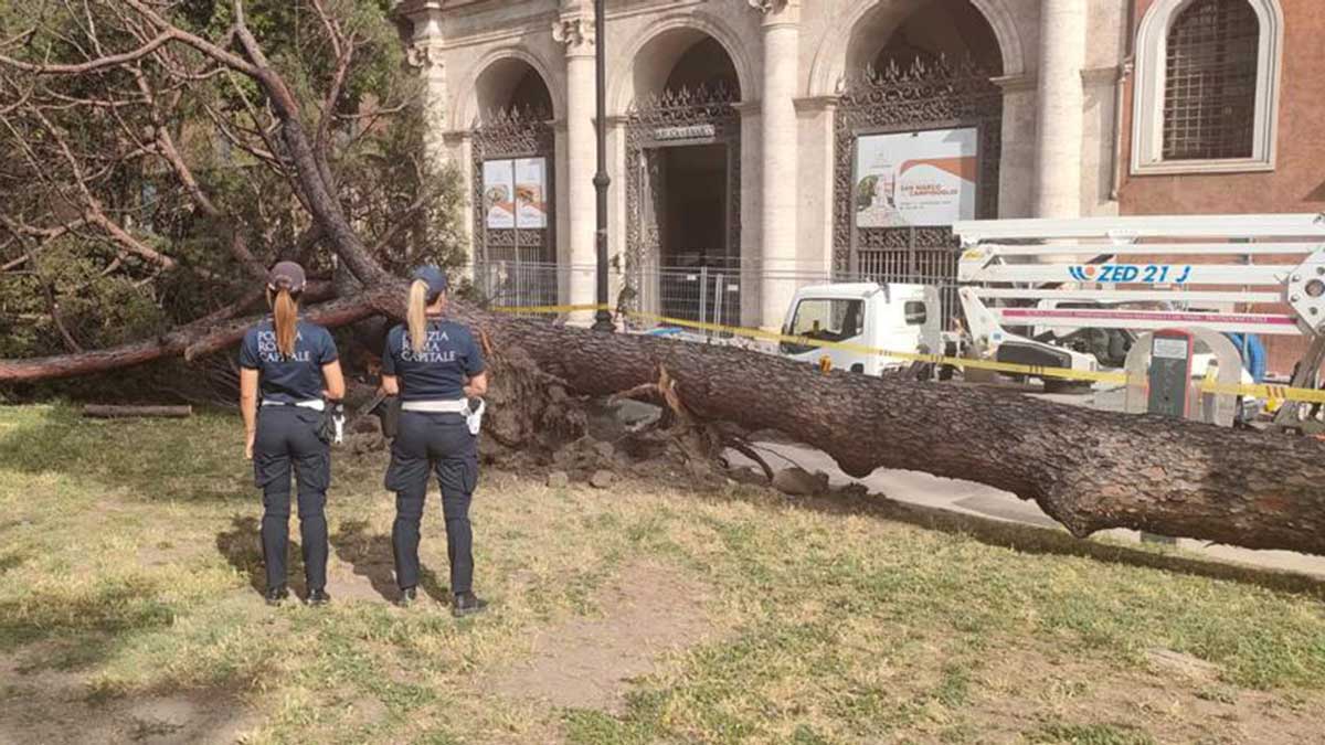 albero caduto a piazza san Marco