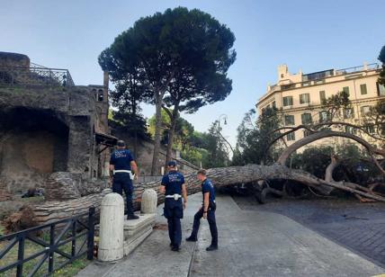 Il fungo killer colpisce ancora a Roma: crolla un albero sotto il Campidoglio