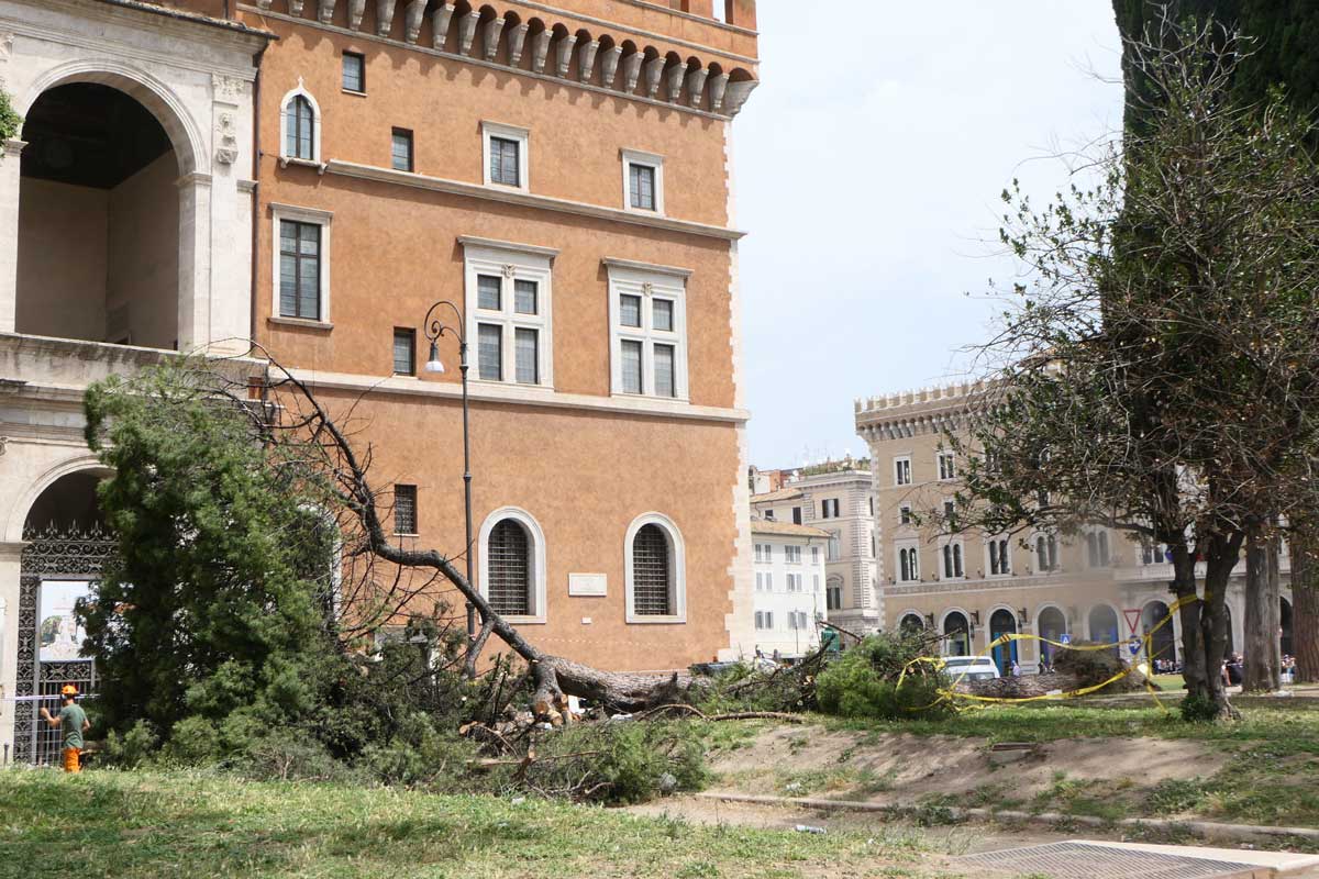albero caduto piazza venezia2