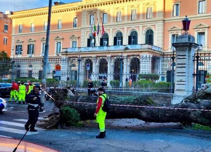 Crolla un albero davanti all'ospedale Umberto I, colpite 4 auto e 2 motorini