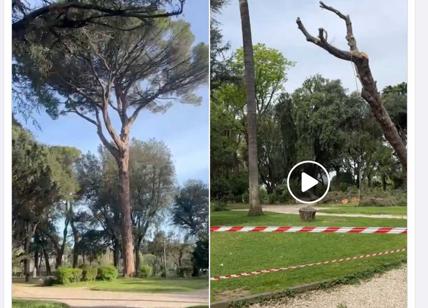Villa Borghese, abbattuto il pino più vecchio dell'area verde: era a rischio