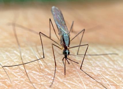 Allarme malaria in Italia, trovata la zanzara Anopheles in Puglia