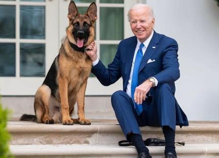 Usa, grane senza fine per Biden: il cane del presidente morde ancora