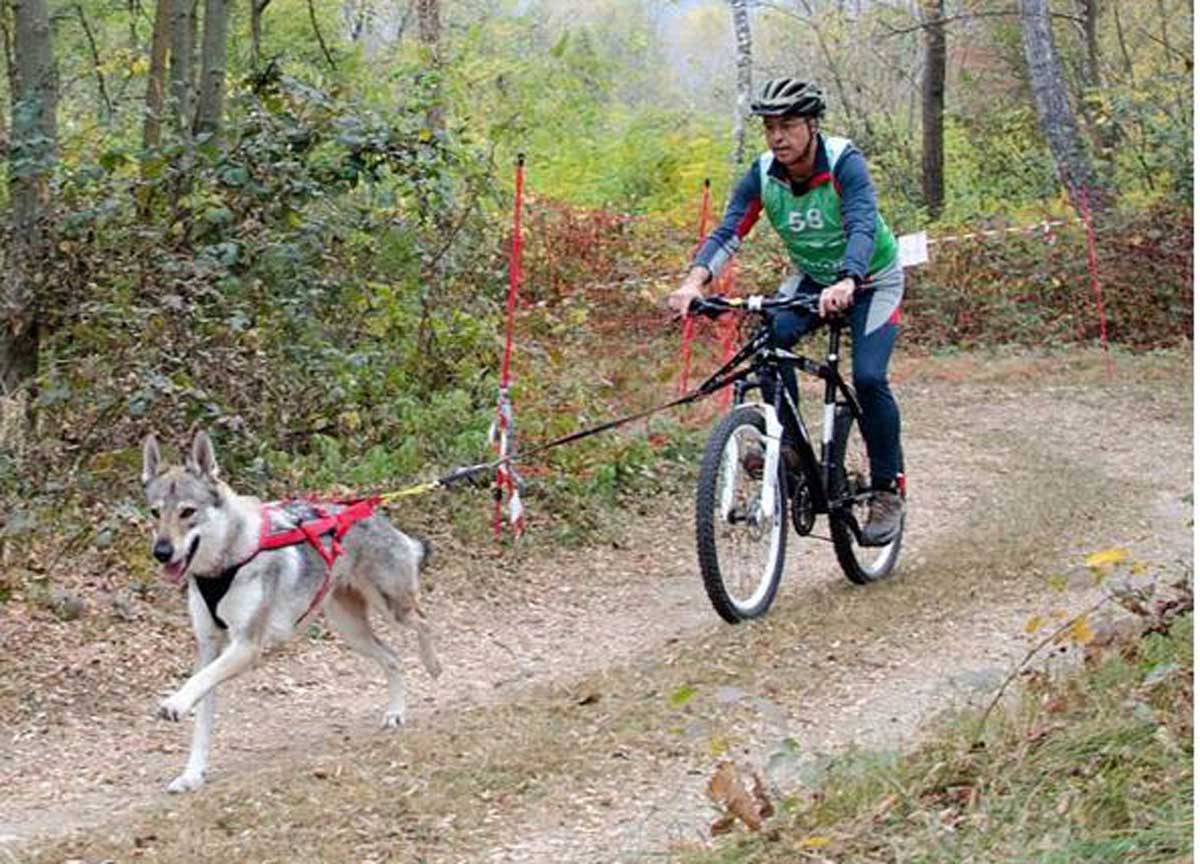Bike Joring sport con gli animali 01