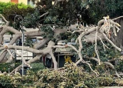 Cagliari, tragedia sfiorata per albero di ficus caduto in pieno centro
