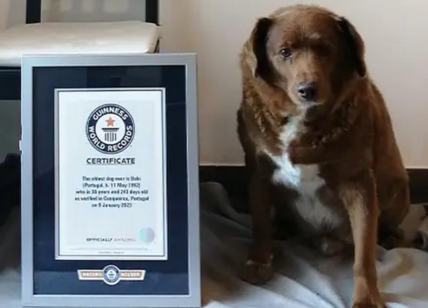 Addio a Bobi, il cane più vecchio del mondo: aveva 31 anni