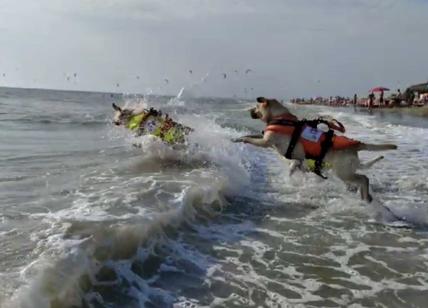 Estate 2023 da cani. Ma di salvataggio: 8 le vite salvate dalla furia del mare