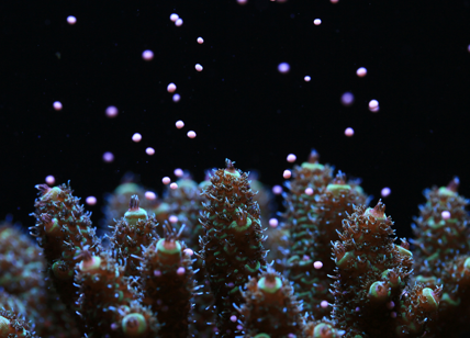 Bicocca, nuovo materiale sostenibile per il restauro delle barriere coralline
