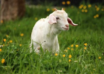 Caprette uccise e buttate nel laghetto: erano diventate mascotte dei bambini