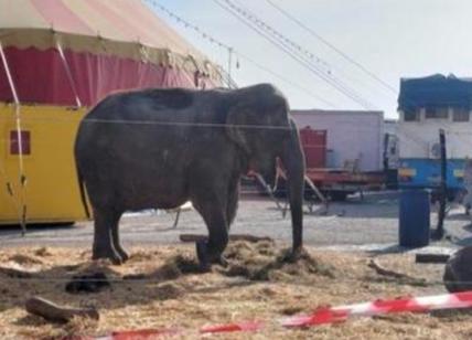 "Poco spazio in recinto": Mantova, sequestrata elefantessa 54enne a un circo
