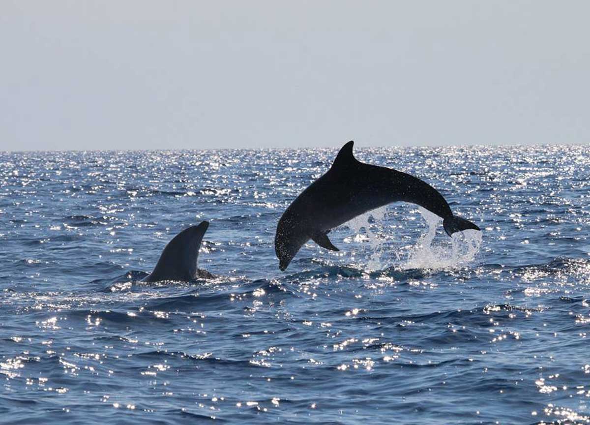delfini ostia