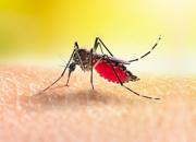 Dengue, ritorna la paura: alto rischio di contagio autoctono in Europa