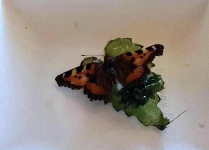 Lo chef Munk punta sulle farfalle e lancia un nuovo piatto a base di insetti