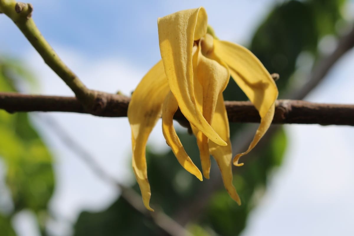 Il caratteristico fiore giallo