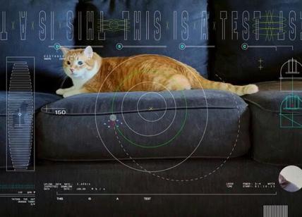 La Nasa invia nello spazio il video di un gatto che gioca. Ecco perchè