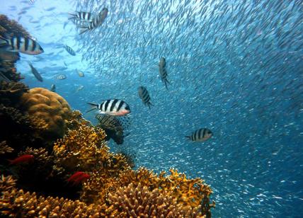 L’economia degli oceani da tutelare, genera 2,5mila mld di dollari ogni anno