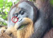 Ci sono dottori anche tra gli oranghi: il primo "cerotto" con una foglia