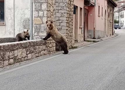 Follia in Abruzzo: uccisa a fucilate l'orsa Amarena, la mascotte della Marsica