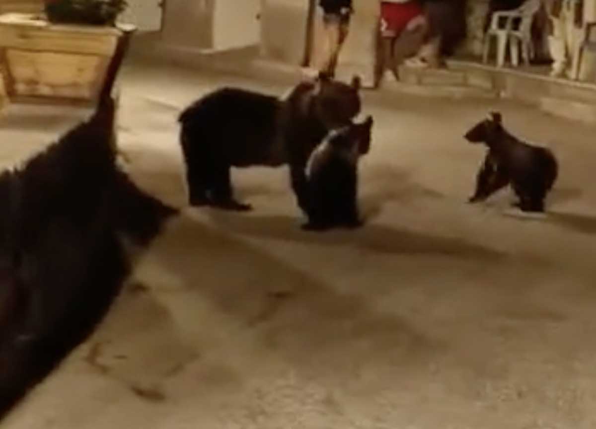 orsa amarena uccisa a san benedetto dei marsi 03