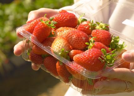 In estate la qualità della frutta di stagione si preserva con il packaging