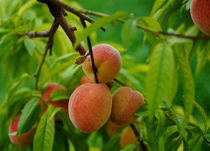Frutteti attaccati dagli insetti: a rischio le produzioni dell'Emilia Romagna