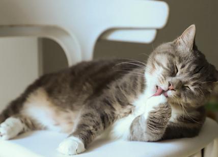 Gatti torturati e uccisi in modo atroce a Lucugnano (Puglia): la vicenda che fa riflettere