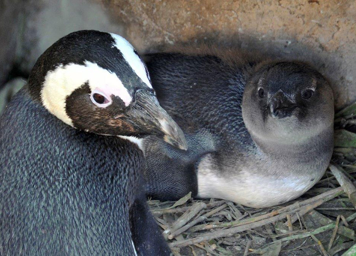 pinguino del capo bioparco roma