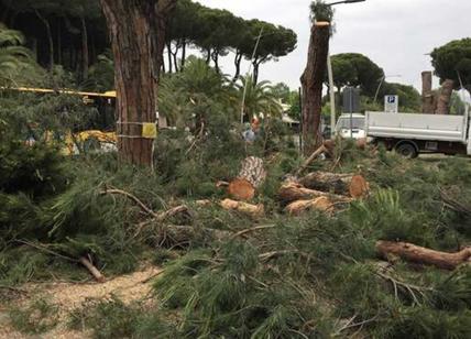 Muoiono i pini e muore il mito di Ostia: Italia Nostra chiede un Piano Marshall