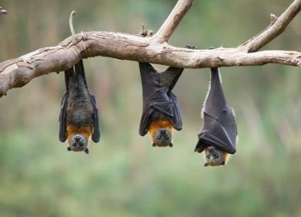 Pipistrelli, migliori amici del vino: curano l'uva e ne aumentano la resa