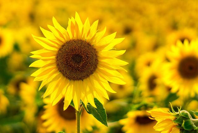 "Girasoli d'autunno": l'arte come recupero sociale