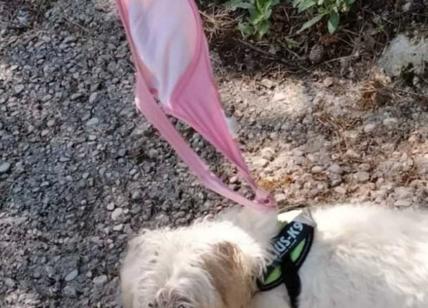 Reggiseno come guinzaglio del cane. E così una turista evita la multa