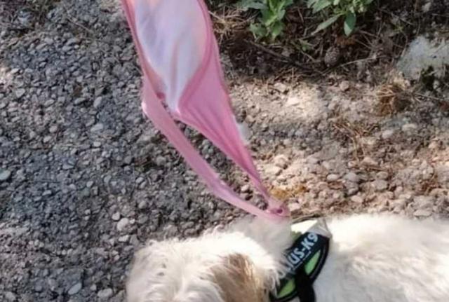 Cane al guinzaglio con reggiseno. Fonte: Il Messaggero