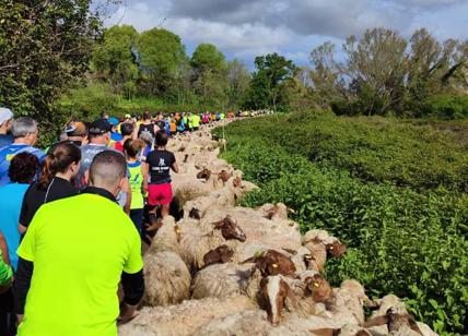 Roma Appia Run, tra 5 mila vince Aouani. Un gregge di pecore sul percorso