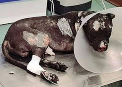 Palermo, cane bruciato vivo: il padrone evita il linciaggio e anche il carcere