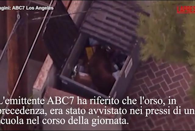 Incredibile, un orso rovista tra i rifiuti in città e si arrampica sul palo della luce