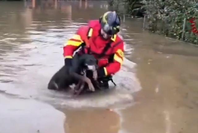 Maltempo in Emilia Romagna, i vigili del fuoco salvano un cane dall'annegamento durante l'alluvione