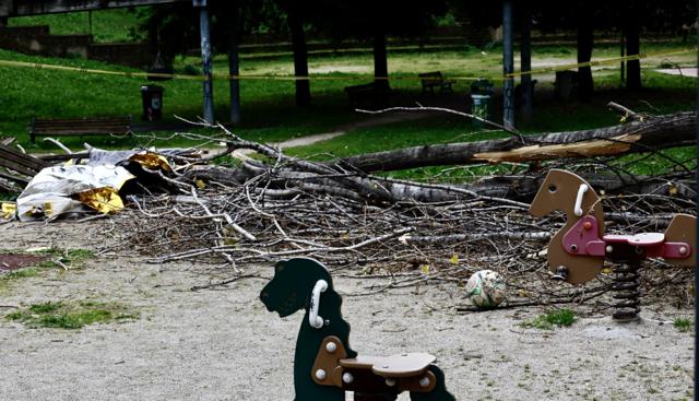 Donna morta a Roma dopo la caduta di un albero, ci sono 190mila piante a rischio crollo tra malattie e incuria