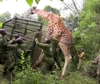 Kenya, il trasloco delle giraffe per portare pace tra le comunità