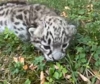 Al Parco Le Cornelle nata una rara cucciola di leopardo delle nevi