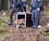 La lince Luna arriva nella foresta di Tarvisio