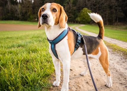 Grazie al Tar salvi 2mila beagle (almeno fino al 16 dicembre)