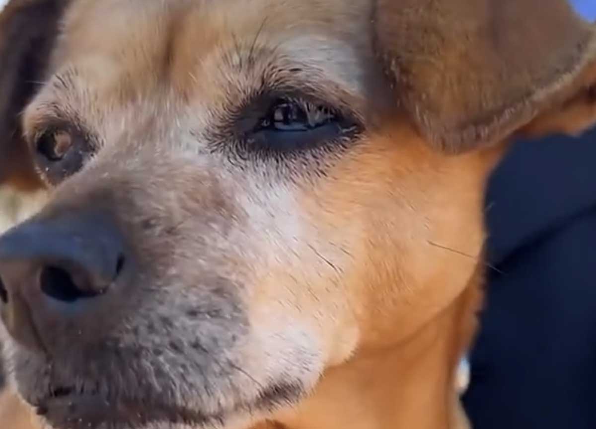 briciola mascotte carabinieri 01