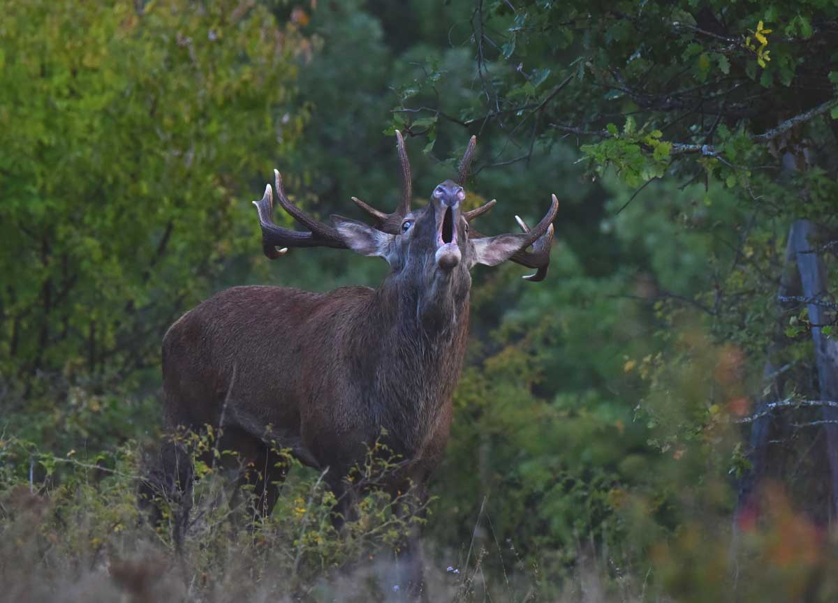 cervi-abruzzo-01