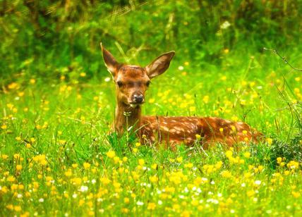 La mattanza di 500 cervi, anche cuccioli: l'Abruzzo come il Trentino. Wwf: “Provvedimento suicida”