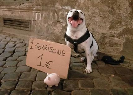 Un euro per un sorriso: “Mi chiamo Persio e presto morirò, aiutatemi a costruire una fondazione per cani”